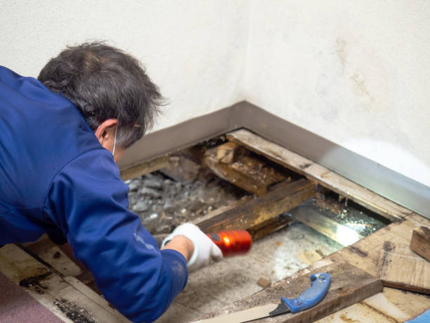 Best Office Mold Removal Services  in Irondale, GA
