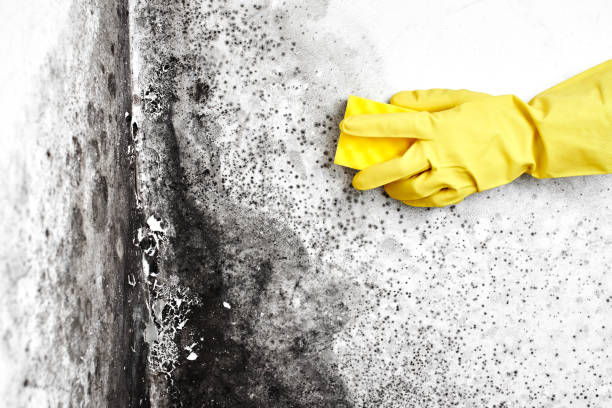 Crawl Space Mold Removal in Irondale, GA