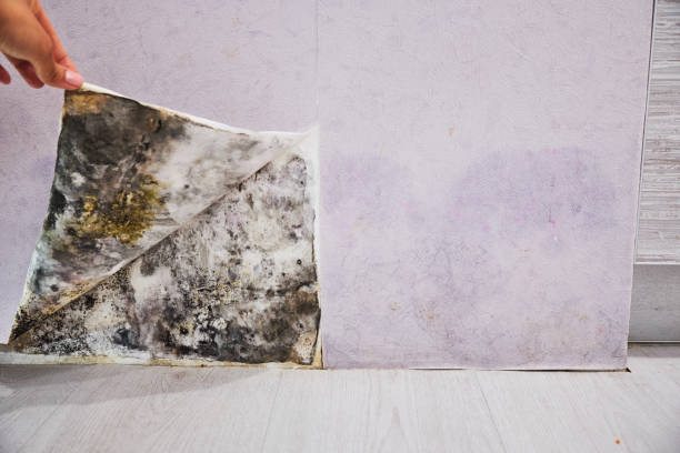 Best Mold Testing  in Irondale, GA